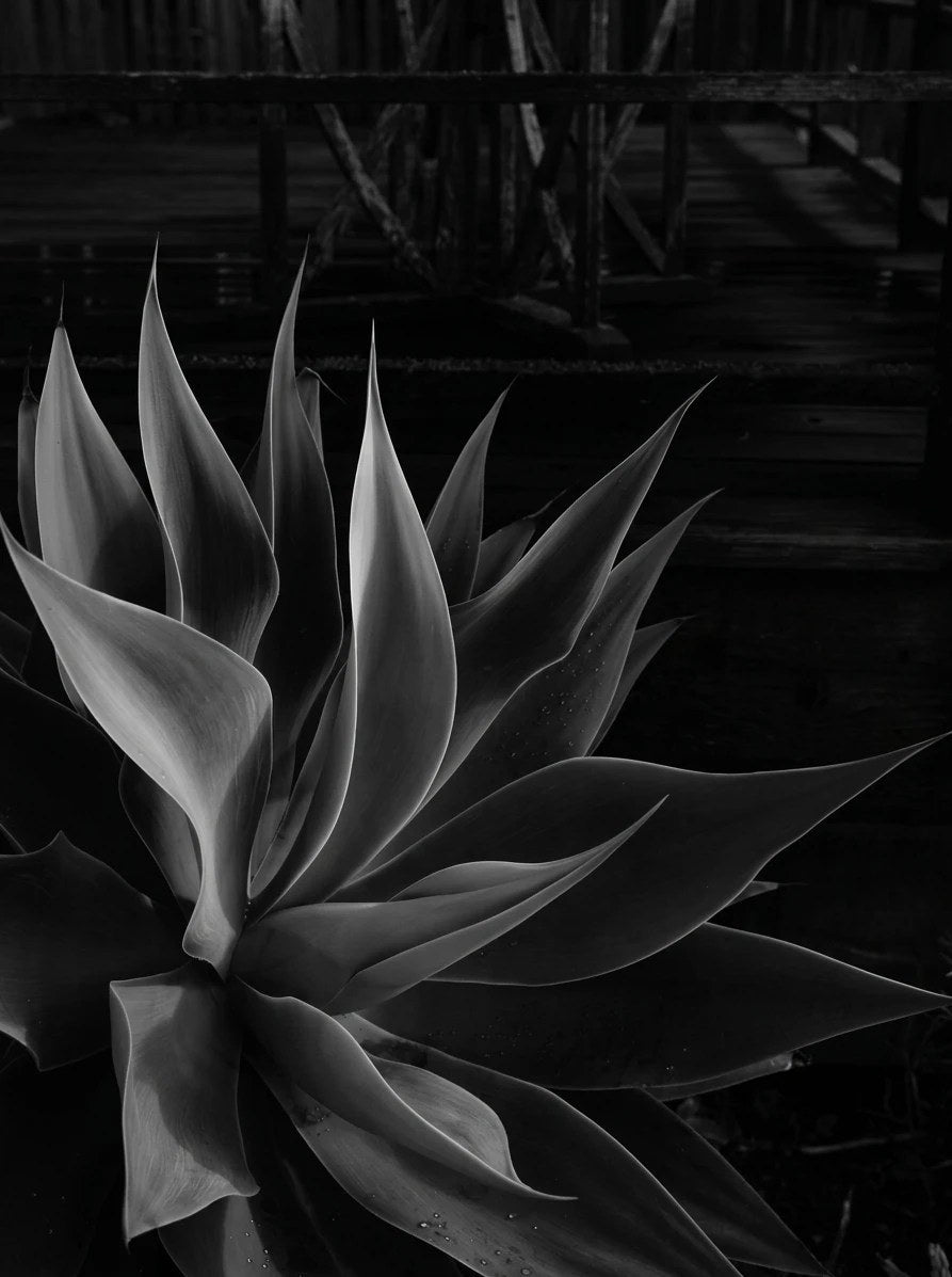 Black and white agave leaves curving upward, lit along their edges