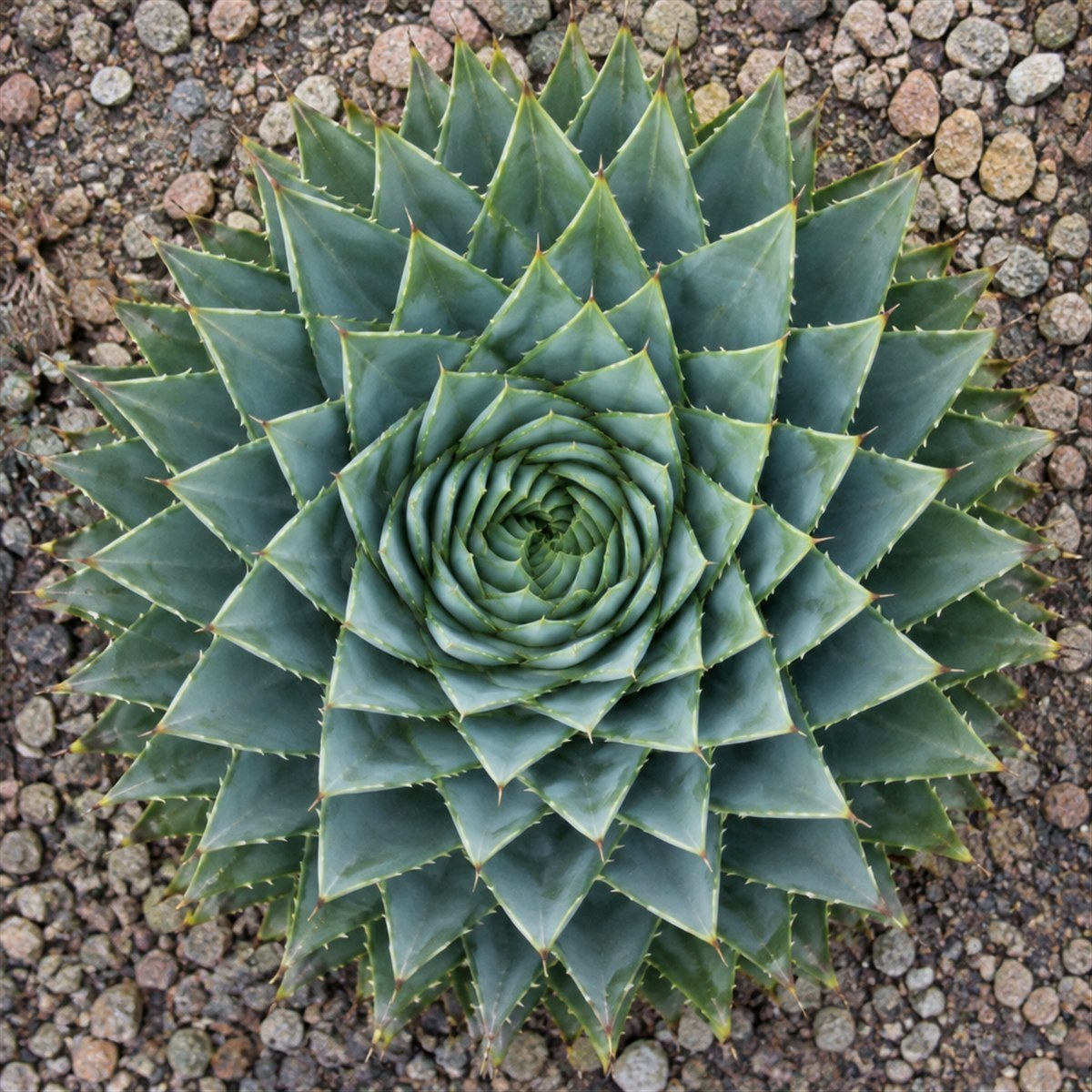 A spiral aloe seen from above, its blue-green leaves wound in a perfect spiral on gravel