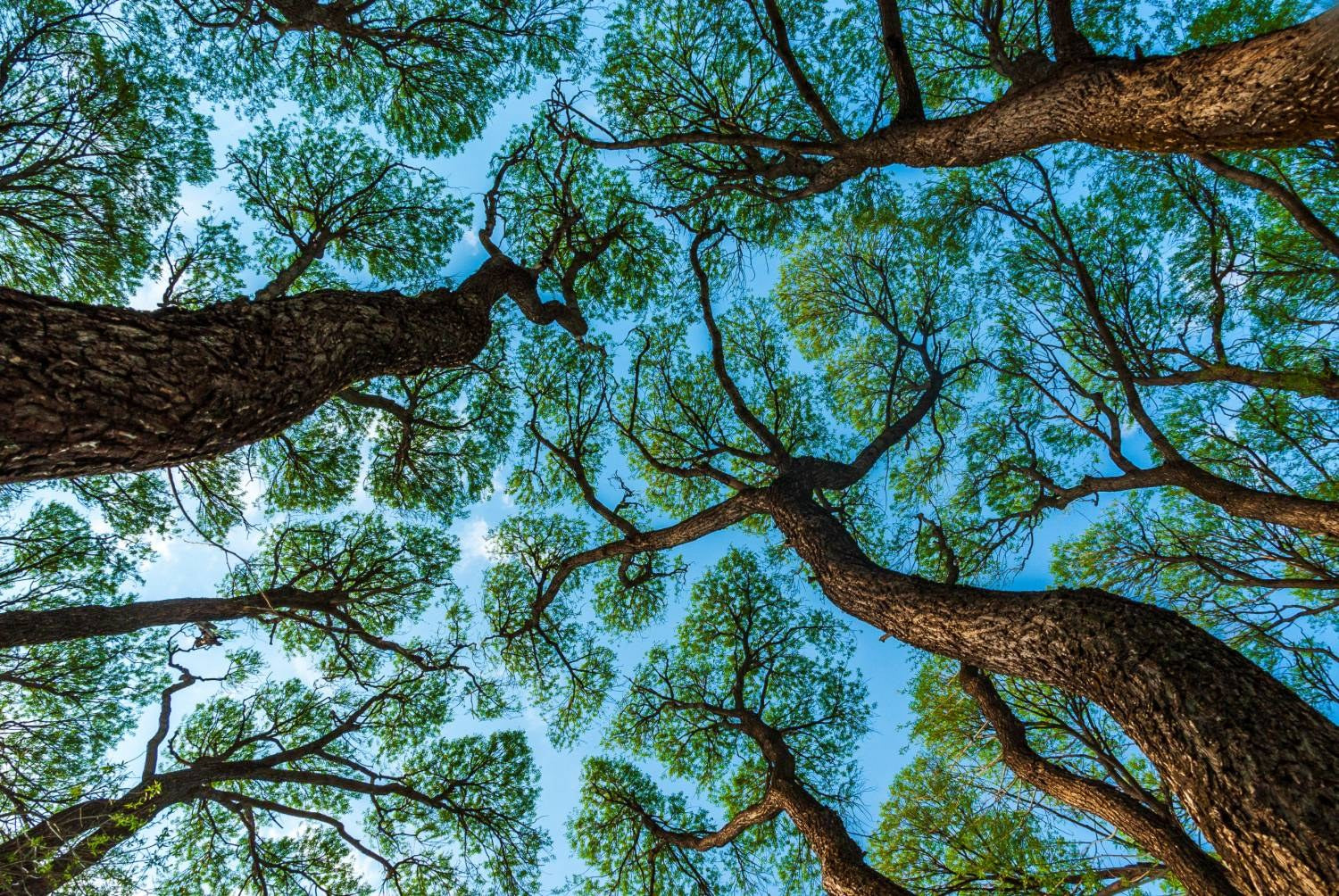 Looking up through tree trunks into a green canopy against a blue sky