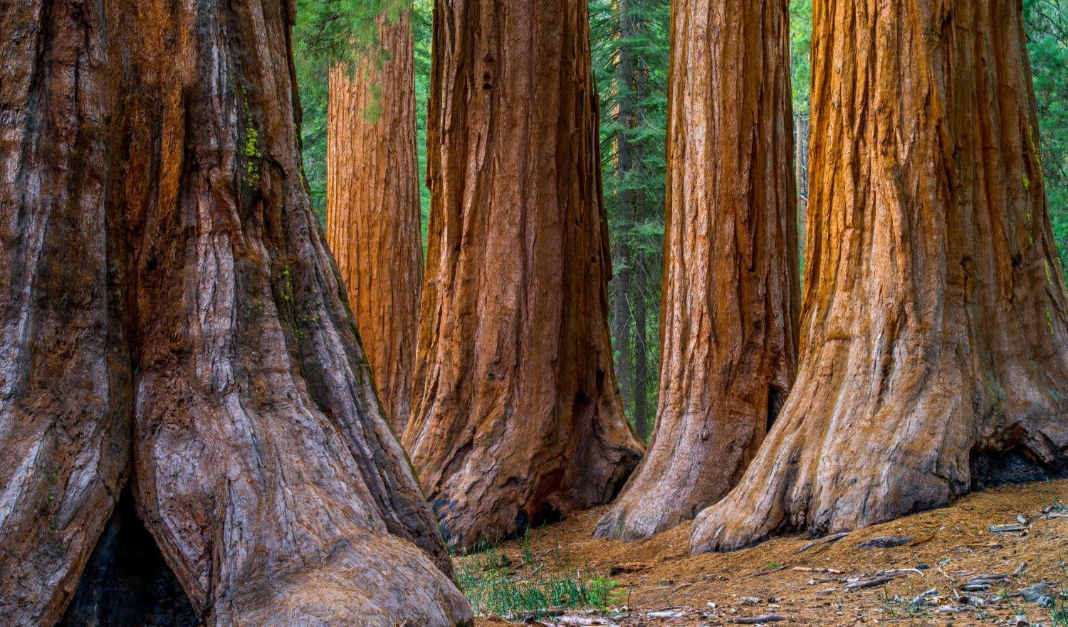 The red-brown trunks of giant sequoias in a green forest
