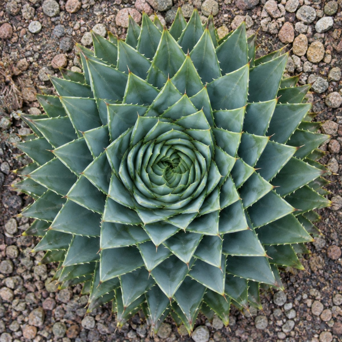 A spiral aloe seen from above, its blue-green leaves wound in a perfect spiral on gravel